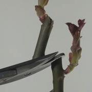 Pruned Rose Stem With Time Lapse Of Bud Growing Pruning Pruningrose Timelapsepruning Rosepruning