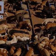 IDFA 2024 Trailer Mutts