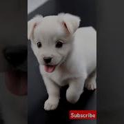Cute Puppy Walk Puppy Puppyentertainment Cute Pets Dog Puppydog Youtubeshorts Shortvideo