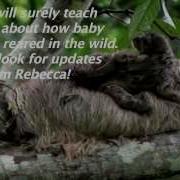 Baby Sloth Birth Surprises Lucky Field Researcher