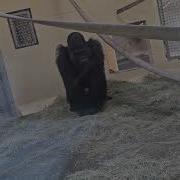 Patrick Riverbanks Gorilla Base Camp