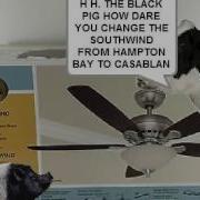 BLACK PIG CHANGES SOUTHWIND TO CASABLANA AND GETS SENT TO VENUS