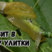 Почему паразит живет и пульсирует в глазу улитки