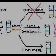 THE MOST BEAUTIFUL EXPERIMENT IN BIOLOGY Meselson Stahl The Semi Conservative Replication Of DNA