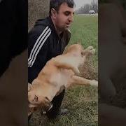 История страшной аварии с собаками Линда подруга Феникса помощьживотным ставрополь