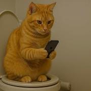 CATS Totally Bonkers And Unpredictable Antics Try Not To Laugh