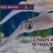 2 Hours Of Squid To Relax Study Work To Lofi Hip Hop Monterey Bay Aquarium Krill Waves Radio