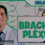Neurology Brachial Plexus
