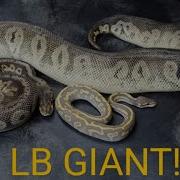 Ball Pythons Smallest To Biggest