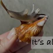 What Does A Live Sea Snail Look Like Let S See The Critter Above And Below The Water