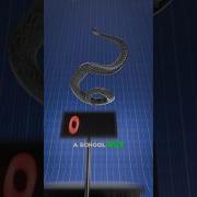 The Largest Snake Of All TIME TITANOBOA