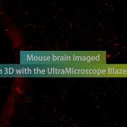 Unveiling The Brain S Architecture Mouse Brain Imaged In 3D With The UltraMicroscope Blaze