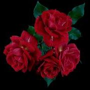 Red Roses Blooms And Fades Time Lapse