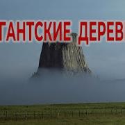 На Земле Лесов нет Гигантские Пни Кремнеевой эры Виктор Максименков