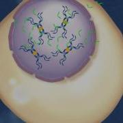 FISH Technique Fluorescent In Situ Hybridization HD Animation