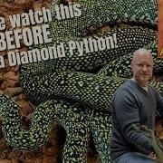 Cool Stuff Nobody Tells You About Diamond Pythons Non Feeding Baby Green Tree Pythons