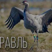 Журавли Стражи Диких Болот Интересные факты про журавля