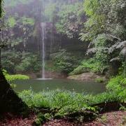 Rain Sound And Rainforest Animals Sound Relaxing Sleep