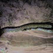 African Rock Python Python Sebae Mauritania