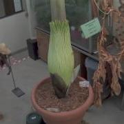 Corpse Flower Overhead Time Lapse July 6 21