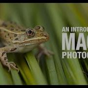 An Introduction To Macro Photography