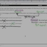 Worksheet Walkthrough Mendelian Genetics Part 1