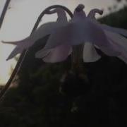 Watching The Garden Bee With Manything