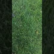 Bat Captured In Grass