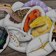 100 S Of World S First Snakes Hatching