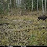 Cow Moose Calling To Bull