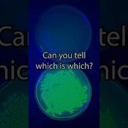 Genetically Modifying Bacteria Speed Run