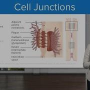 Cell Junctions Physiology Lecturio Nursing