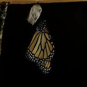 From A Caterpillar To A Monarch Butterfly Time Lapse Animation