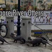 Up Close With Singapore River Otters Episode 4 Singapore