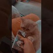 Psikopat Kedi Sigara İçiyor TikTok TikTak
