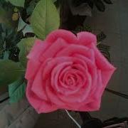 Rose Timelapse From Birth To Death