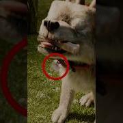 A Minecraft Movie Easter Eggs Are CRAZY