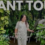 Inside The Conservatory Of Flowers A Tropical Escape In San Francisco
