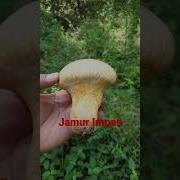Jamur Impes Jamur Liar Seta Salvaje Comestible