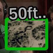Forrest Galante On The GIANT Snake Photo In The Congo