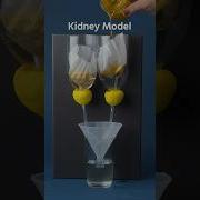 See How Kidneys Filter Your Blood With This Model Shorts