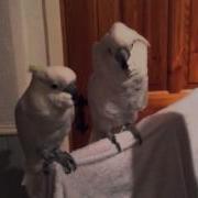 Cockatoo Loves Elvis