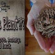 The Rose Of Jericho A Magic Plant Attract Love Money Good Luck The Southern Swan