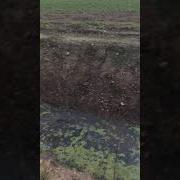 Eutrophication