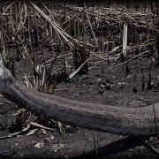 When Pythons Attack 0103 Music