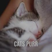 Cats Purr On Lap Pt 4