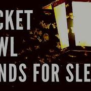 1 Hour Night Ambient Insects Cricket And Owl Sounds For Relax And Sleep