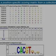 Profiles Multiple Sequence Aligments
