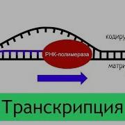 Синтез белка транскрипция самое простое объяснение
