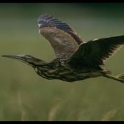 The American Bittern Another Secretive Wetland Hunter